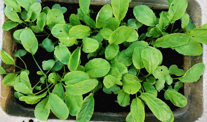 さらに成長したラディッシュ